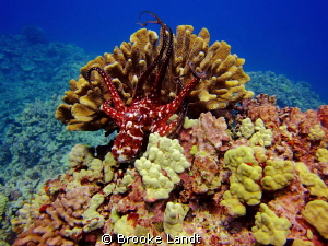 Hawaiian Day Octopus, Big Island Hawaii ( Buda Point ) ( ... by Brooke Landt 